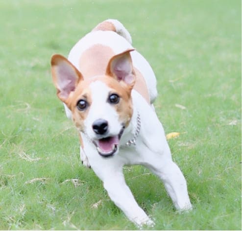 元気に走り回る犬