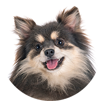 犬