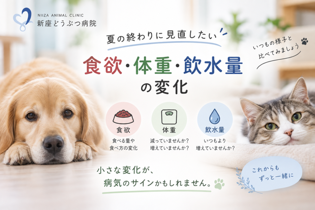 夏の終わりに見直したい、食欲・体重・飲水量の変化