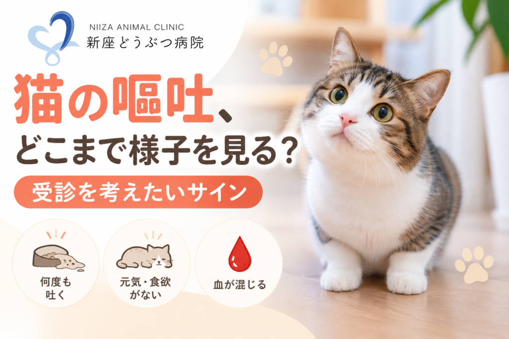猫の嘔吐、どこまで様子を見る？受診を考えたいサイン